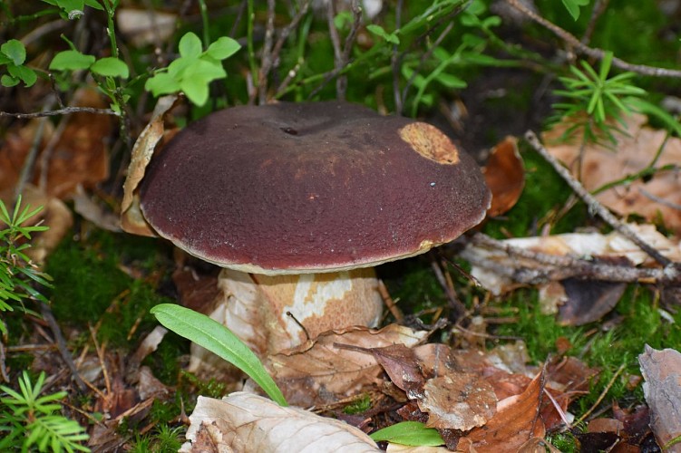 Randonnée La Forêt de la Margeride-Védrines Saint-Loup-Cantal-Auvergne