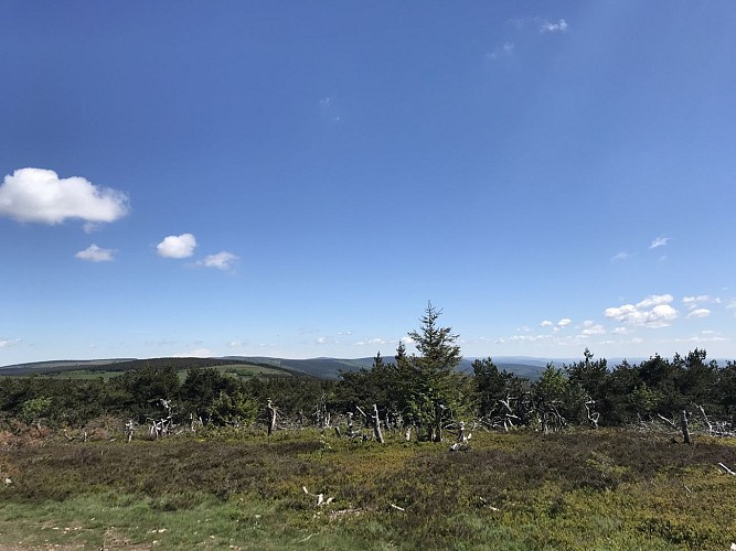 Randonnée La Forêt de la Margeride-Védrines Saint-Loup-Cantal-Auvergne