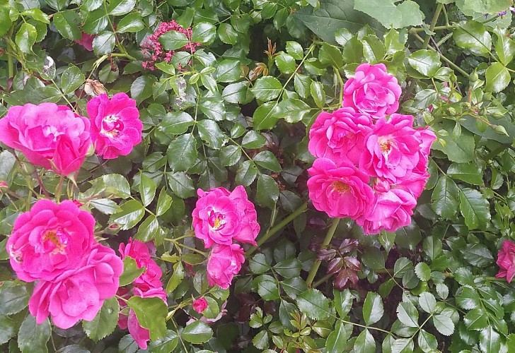 PR-22 de Mandres-les-Roses.