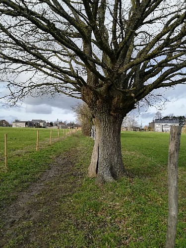 Soumagne-Xhendelesse-Olne par La Turlurette