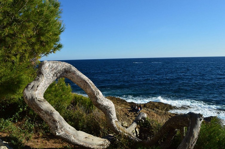 Pin d'Alep sur le sentier littoral