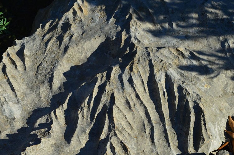 Via Alpina de Monaco