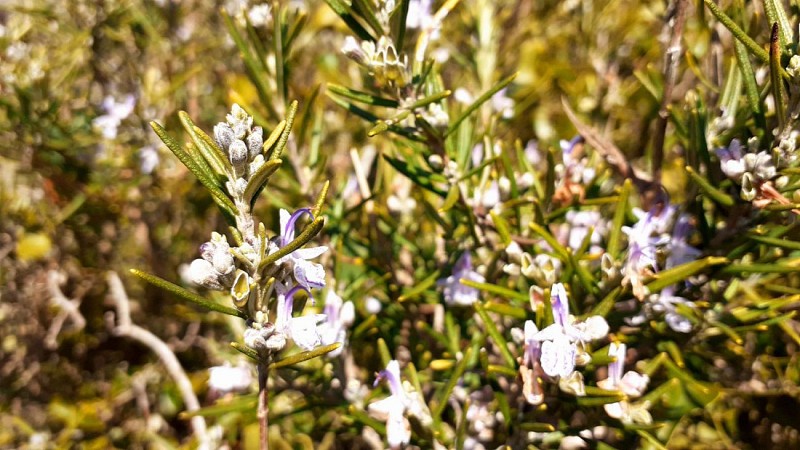 La floraison du romarin