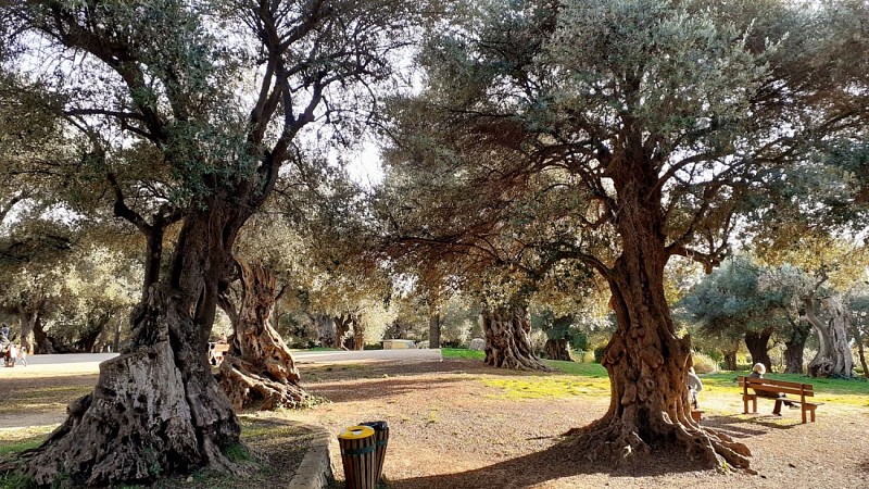 Oliveraie du Parc du Cap-Martin
