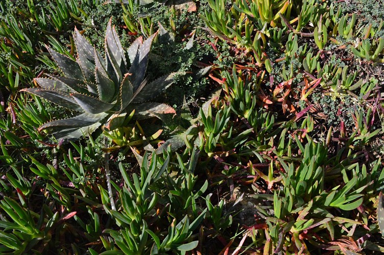 Griffes de sorcière