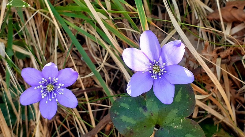 Anémone hépatique au printemps