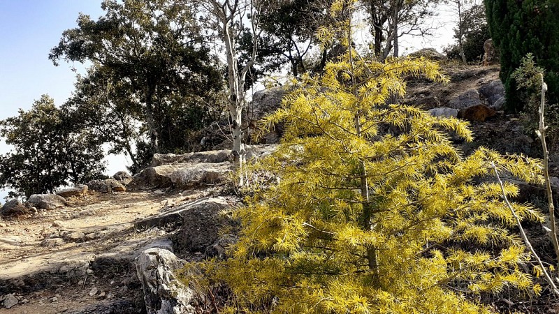 Cèdre et reboisement à l'approche du sommet
