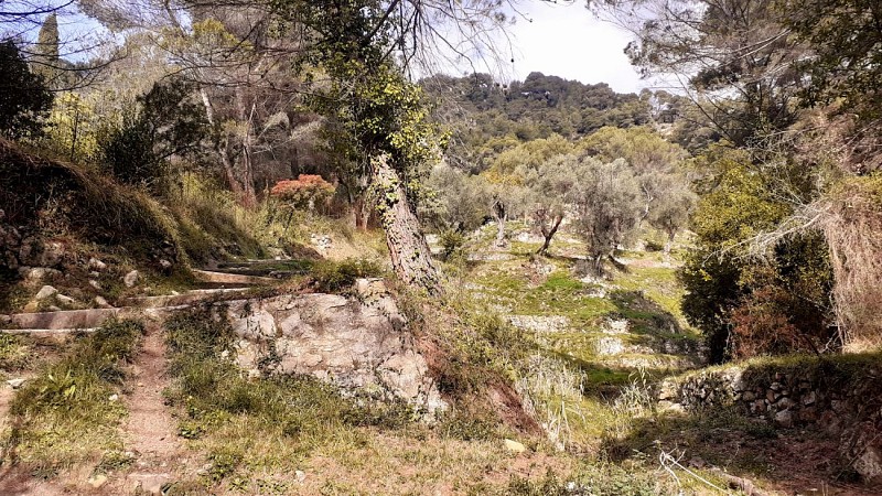 S'élever entre les oliviers