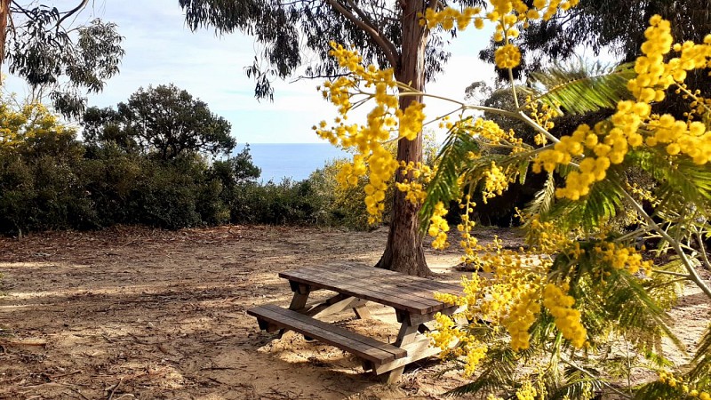 Entre mimosas, eucalyptus et mer