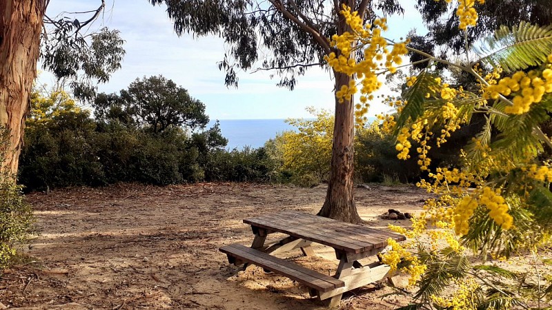 Entre mimosas, eucalyptus et mer