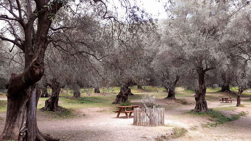Agréable oliveraie des Jardins du Pian