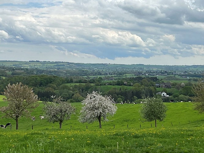 Vue sur verger