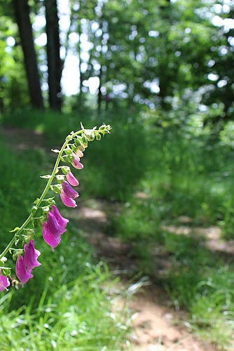 Sentier Le Puy Bayard
