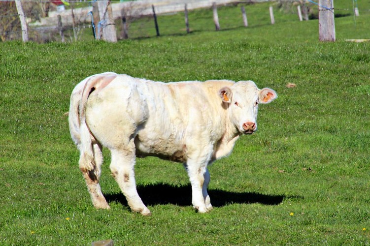 Sentier Le Fay_Saint-Martin-Lestra