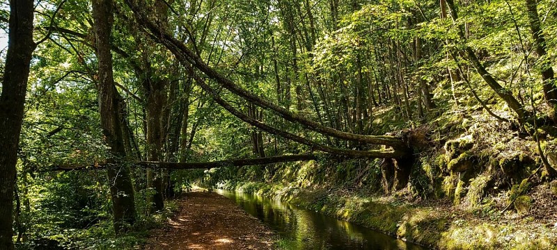 Rigole d'Yonne sous bois_août 2020_Xavier Mathiaud (7)