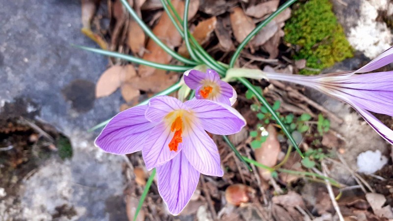 Crocus au printemps