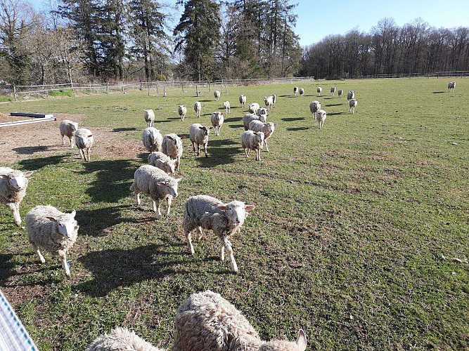 Circuit vert 11km à Vienne en Val