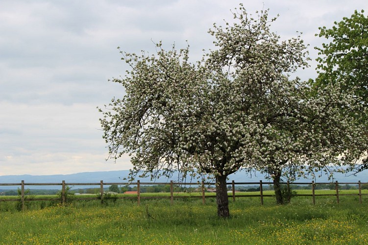 Sentier du castor - La Transligérienne :  Ecopôle du Forez à Feurs