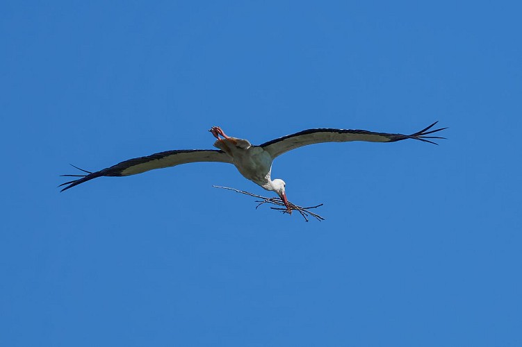 Circuit des Cigognes