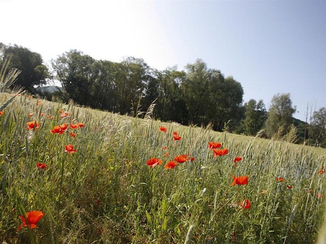 Campagne - Grundviller