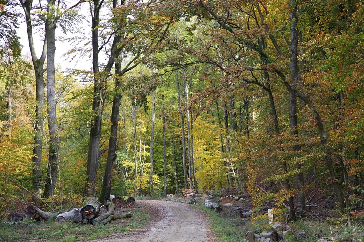 Rando Woelfling-les-Sarreguemines