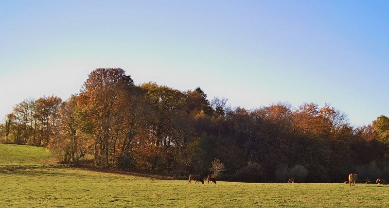 Base Uni'Vert Trail des Monts d'Ambazac - Le sentier des Puys