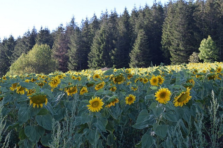 LE CIRCUIT DES MONTS - CIRCUIT Cyclo N° 5