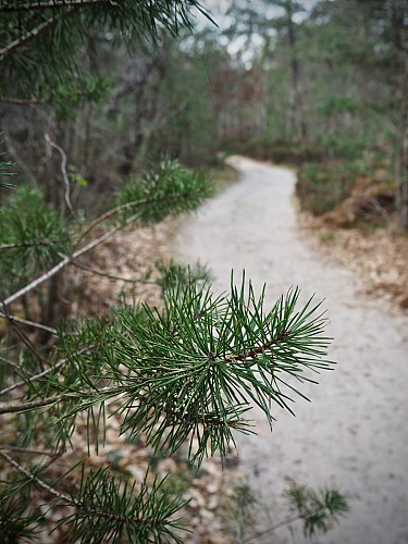 Sucremont trail