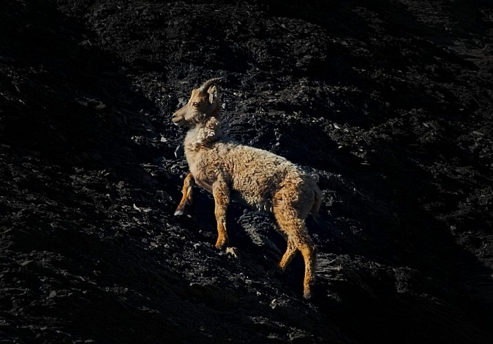 Itinéraire n°47 - Le Tour du Haut Giffre