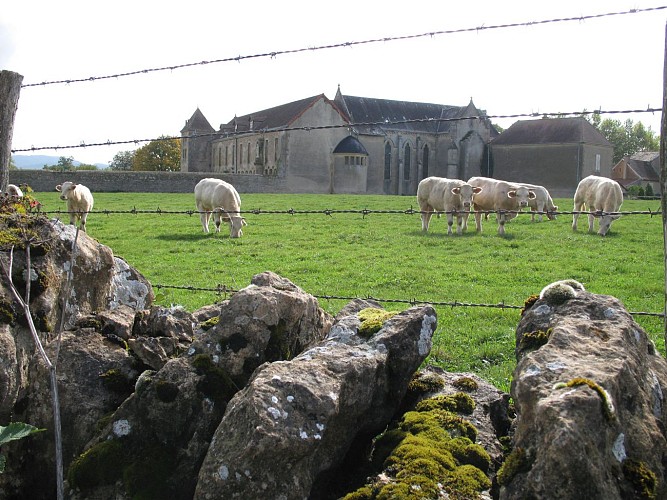 Eglise et vaches