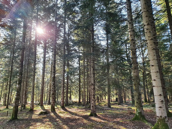 Bois des Aisances à Paray-le-Monial