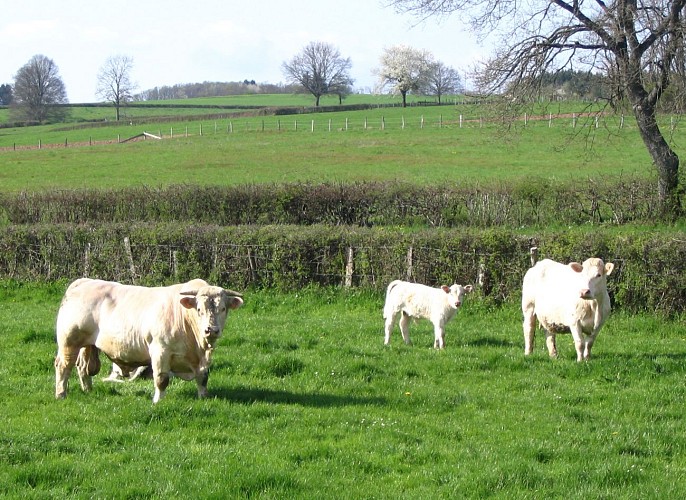 Paysage vaches charolaises