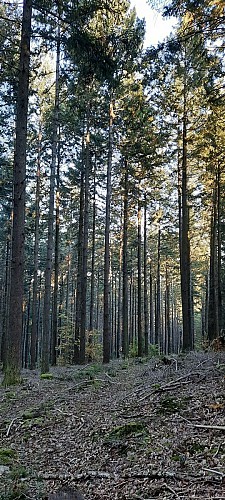 Mazille randofiche @V CECCOTTO (5)