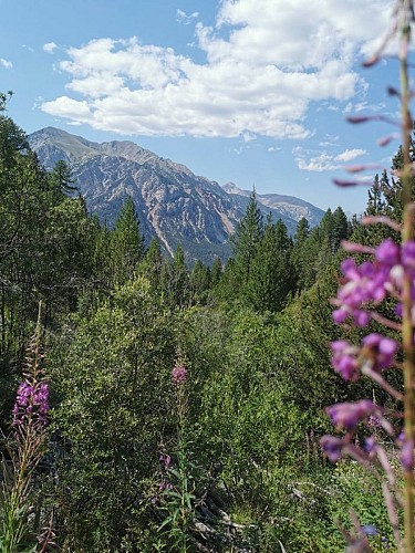 Chalets du Vallon - Val-des-Prés