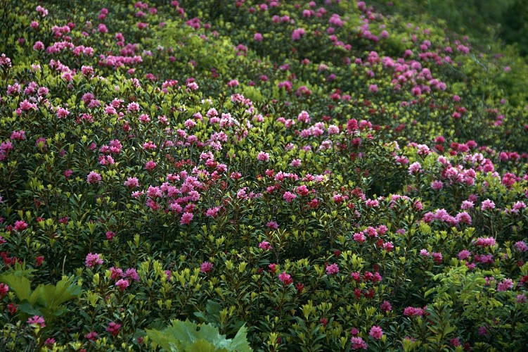 Small loop from Laval to Les Drayères_Névache