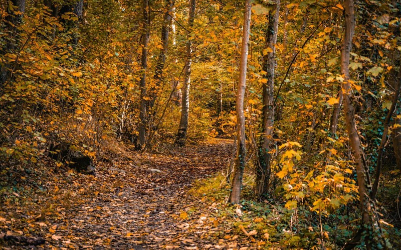Circuit de la "Bonne iô" - Courcy
