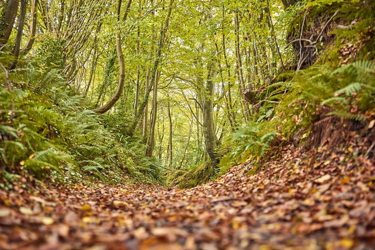 Circuit de la "Bonne iô" - Courcy