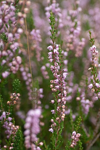 Bruyère au Plateau de la Verrerie à Saint-Nicolas-des-Biefs