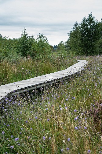 Tourbière au Plateau de la Verrerie à Saint-Nicolas-des-Biefs