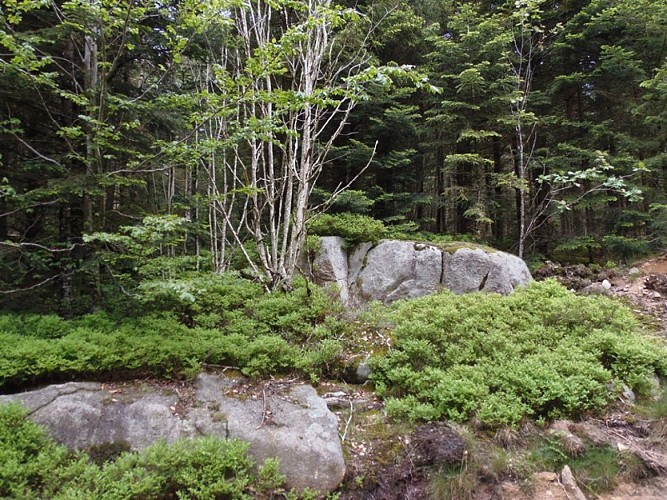 Forêt domaniale de l'Assise