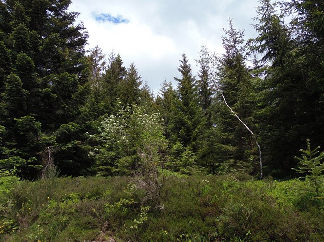 Forêt domaniale de l'Assise