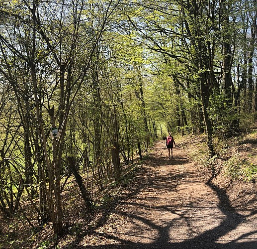 Circuit Bomal-sur-Ourthe (Durbuy) - Promenade de Saint Rahy