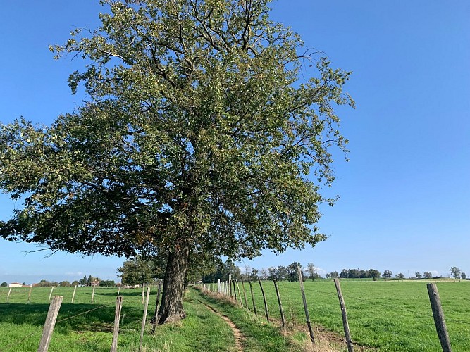 Le chemin des collines_Aveizieux