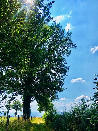 Sentier paysagé
