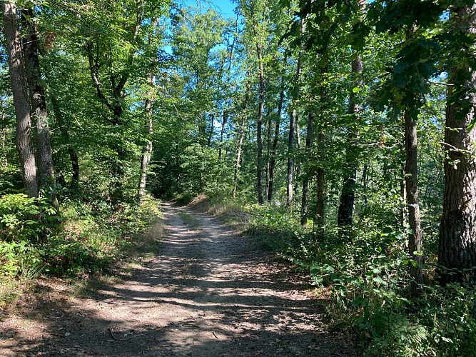 Sentier des pas vaillants_Saint-Médard-en-Forez