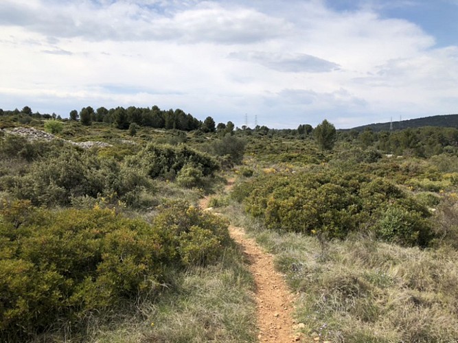 entre Pignan et Cournonterral