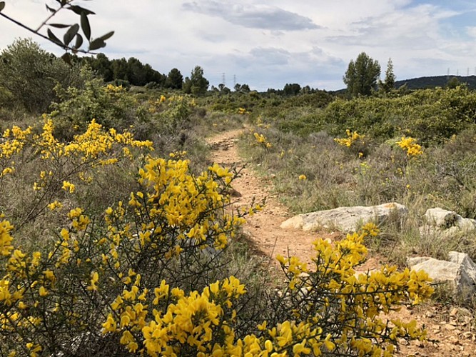 entre Pignan et Cournonterral