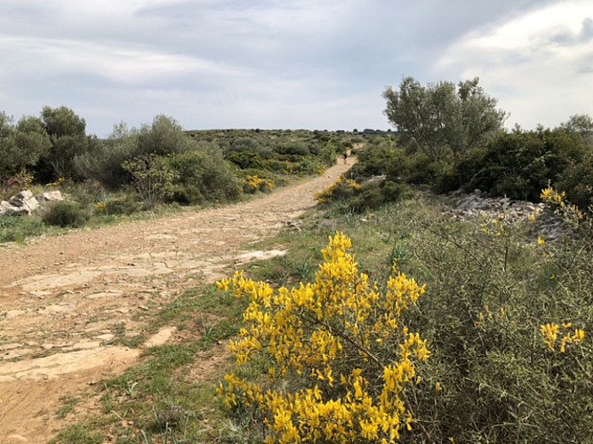 entre Pignan et Cournonterral