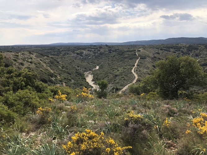 entre Pignan et Cournonterral