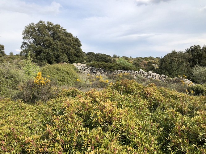 entre Pignan et Cournonterral